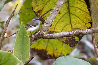 White-banded Tyrannulet (Mecocerculus stictopterus stictopterus)