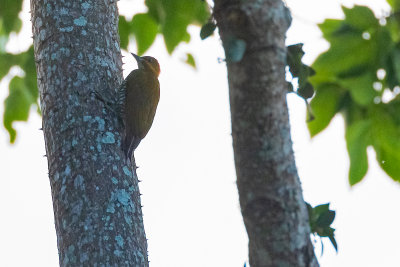 White-throated Woodpecker (Piculus leucolaemus)