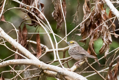Yellow-browed Sparrow (Ammodramus aurifrons aurifrons)