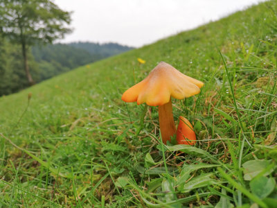 Hygrocybe acutoconica - Puntmutswasplaat - Persistent Waxcap