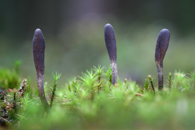 Cordyceps ophioglossoides - Zwarte Truffelknotszwam - Clubhead Fungus