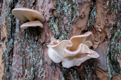Pleurotus ostreatus - Oesterzwam - Oyster Mushroom