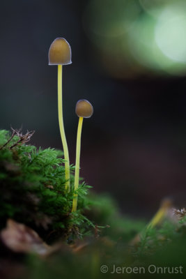 Mycena epipterygia - Graskleefsteelmycena - Yellowleg Bonnet