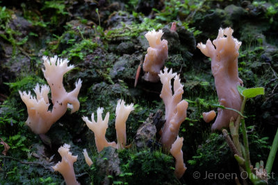 Clavulina coralloides - Witte Koraalzwam - White Coral Fungus
