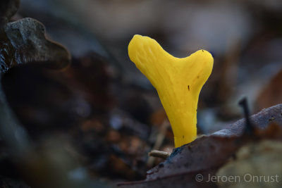 Clavulinopsis helveola - Gele Knotszwam - Yellow Club
