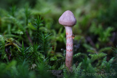 Cortinarius spilomeus - Kopervloksteelgordijnzwam