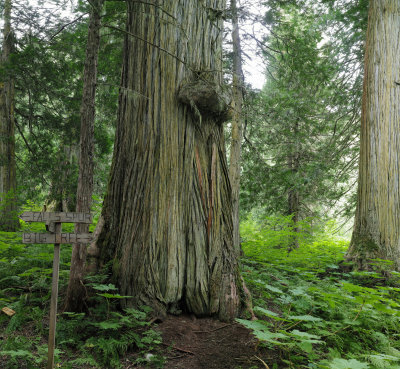 Big cedar tree50.jpg
