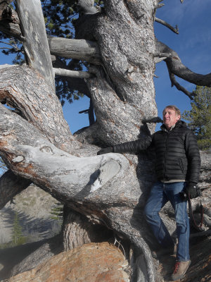 The World's Oldest Limber Pine