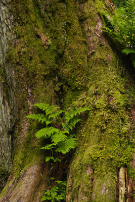 The Ancient Forest