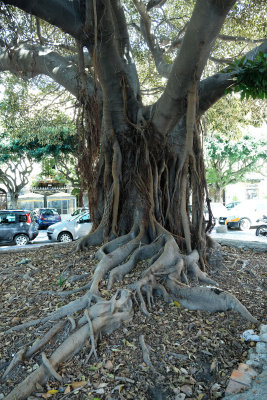 Ficus Magnolioides or Giant Magnolia Fig tree