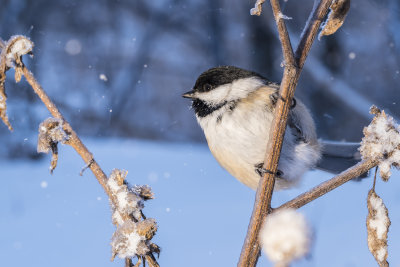 parc de boucherville