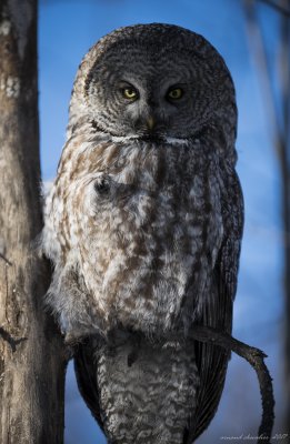 CHOUETTE LAPONE - GREY OWL 