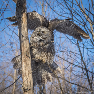 CHOUETTE LAPONE - GREY OWL 