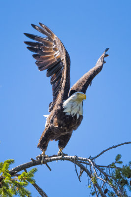 AIGLE TETE BLANCHE