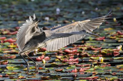 HERON