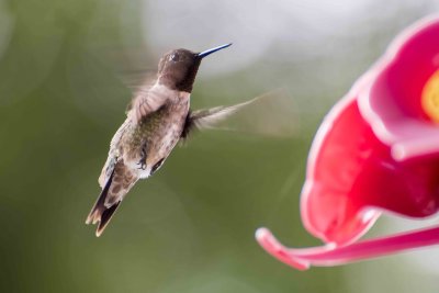 COLIBRI