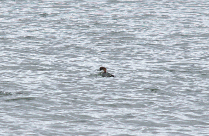 SMEW ( Female ) . HOLES BAY . POOLE HARBOUR . DORSET . ENGLAND . 21 . 2 . 2017