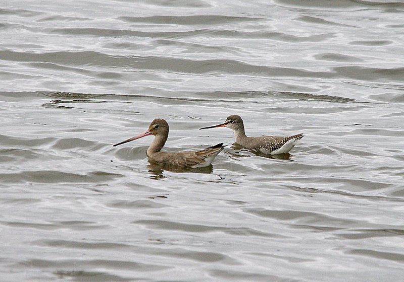 BLACK-TAILED GODWIT & SPOTTED REDSHANK . HOLES BAY . POOLE HARBOUR . DORSET . 21 . 2 . 2017