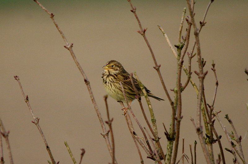 CORN BUNTING , Nr DORCHESTER , DORSET , 21 , 2 , 2017