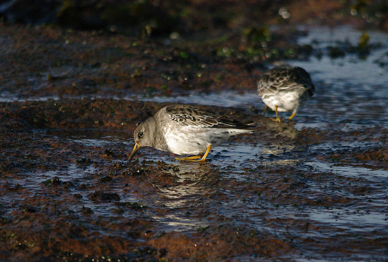 PURPLE SANDPIPER . MAER ROCKS . EXMOUTH . DEVON . 23 . 2 . 2017