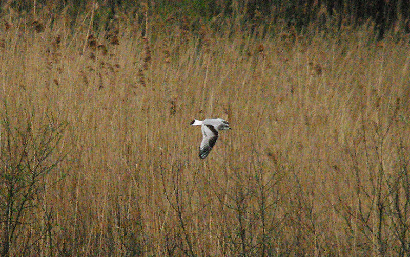 LITTLE GULL . BOWLING GREEN MARSH . TOPSHAM . DEVON . 21 . 3 . 2017