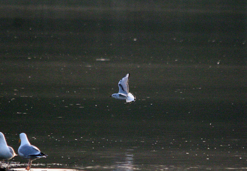 BONAPARTE`S GULL , BOWLING GREEN MARSH , TOPSHAM , DEVON , 27 , 3 , 2017