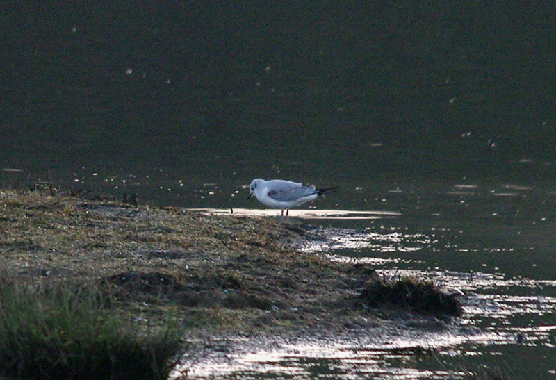 BONAPARTE`S GULL . BOWLING GREEN MARSH . TOPSHAM . DEVON . 27 . 3 . 2017