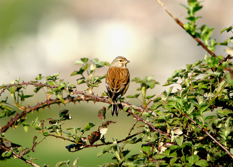 LINNET . THE EXMINSTER MARSHES . DEVON . 16 . 4 . 2017