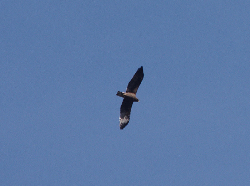 BOOTED EAGLE ( Dark Phase ) . Nr ALCANTARA . SPAIN . 1 . 5 . 2017