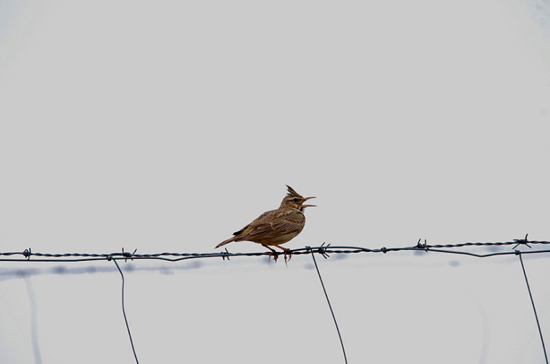 CRESTED LARK . ARROWCAMPO RESERVOIR . SPAIN . 4 . 5 . 2017