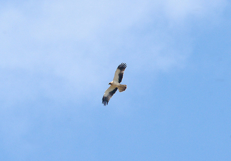 BOOTED EAGLE . THE TAGO INTERNATIONAL PARK . SPAIN . 29 . 4 . 2017