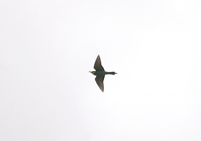 BEE EATER . Nr ALCANTARA . SPAIN . 30 . 4 . 2017