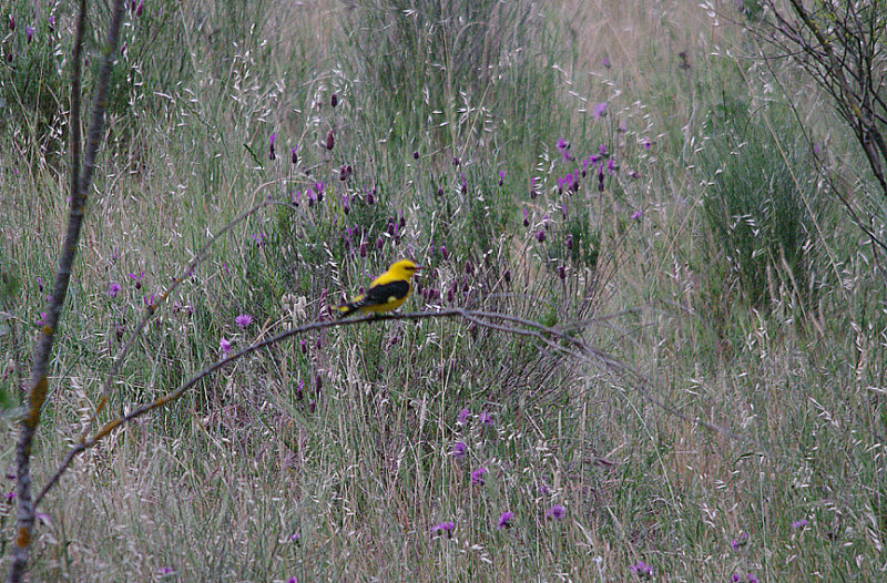 GOLDEN ORIOLE . Nr ALCANTARA . SPAIN . 30 . 4 . 2017
