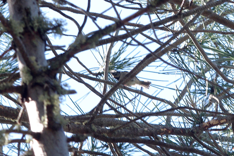 CRESTED TIT . MONFRAGUE NATIONAL PARK . SPAIN . 2 . 5 . 2017 
