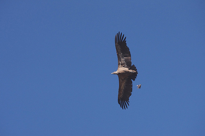 GRIFFON VULTURE . MONFRAGUE NATIONAL PARK . SPAIN . 2 . 5 . 2017
