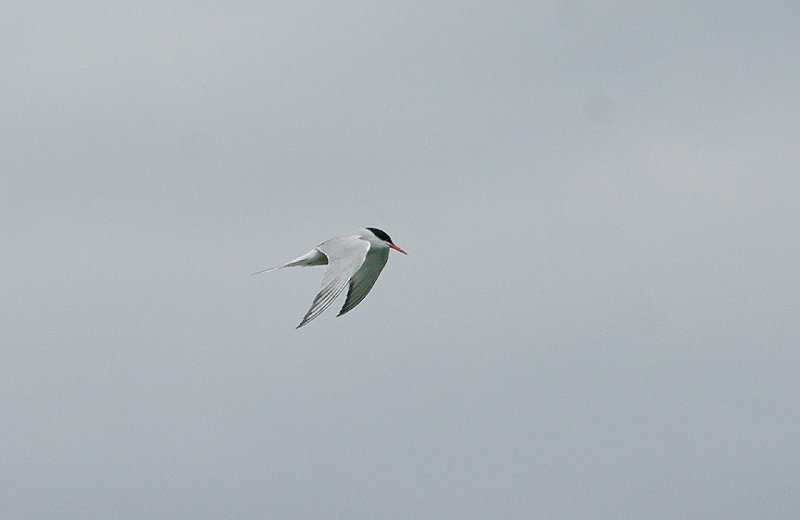 COMMON TERN . SANDBANKS . DORSET . 22 / 6 / 2017