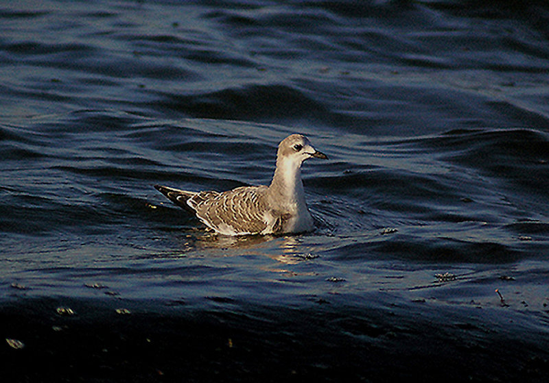 SABINE`S GULL . EXMOUTH . DEVON . 21 . 9 . 2011 