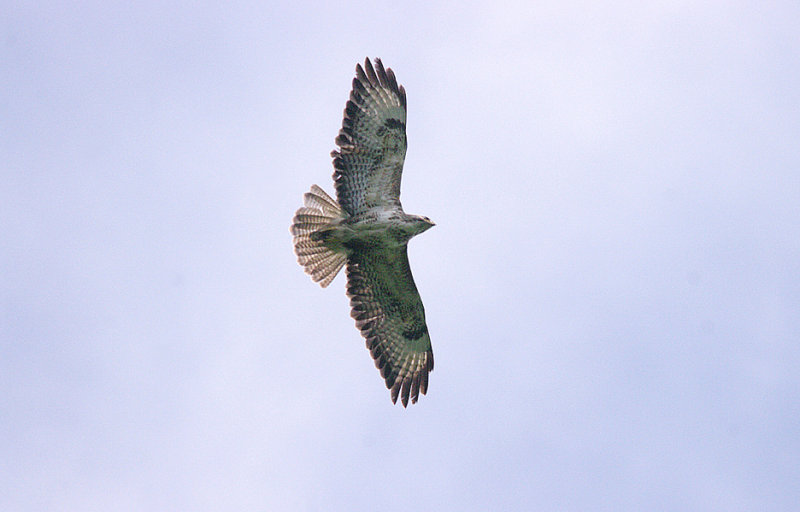 COMMON BUZZARD . THE GREAT HALDON FOREST . DEVON . ENGLAND . 9 . 7 . 2017.JPG