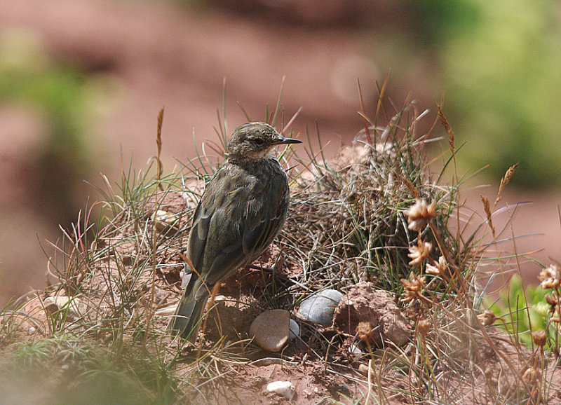 ROCK PIPIT . ORCOMBE POINT . EXMOUTH . DEVON . 10 . 8 . 2017