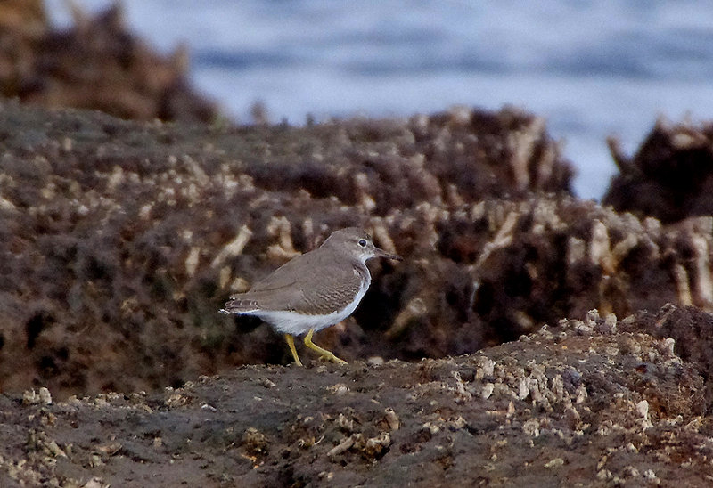 SPOTTED SANDPIPER , THE SWANNERY , ABBOTSBURY , DORSET , 19 , 9 , 2017