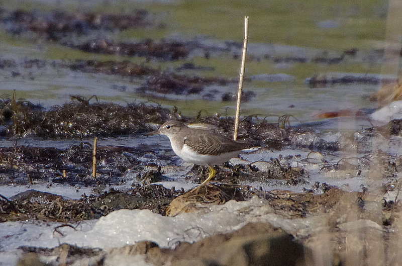 SPOTTED SANDPIPER . THE SWANNERY . ABBOTSBURY . DORSET . 19 . 9 . 2017