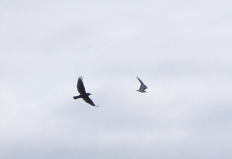 BLACK TERN ( Juvenile ) , BOWLING GREEN MARSH , TOPSHAM , DEVON , 20 , 9 , 2017