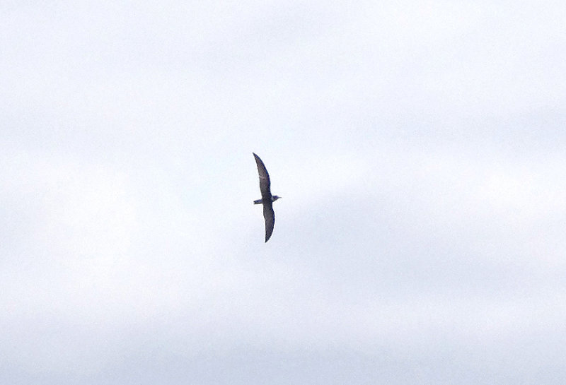 BLACK TERN ( Juvenile ) . BOWLING GREEN MARSH . TOPSHAM . DEVON . 20 . 9 . 2017