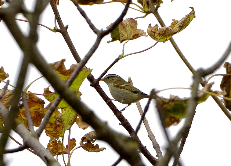 YELLOW-BROWED WARBLER . PORTLAND BILL OBSERVATORY . DORSET . 25 . 9 . 2017