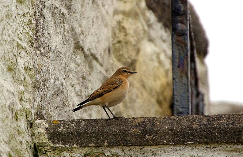 NORTHERN WHEATEAR ( Juvenile ) . PENDEEN POINT . CORNWALL . 10 . 10 . 2017