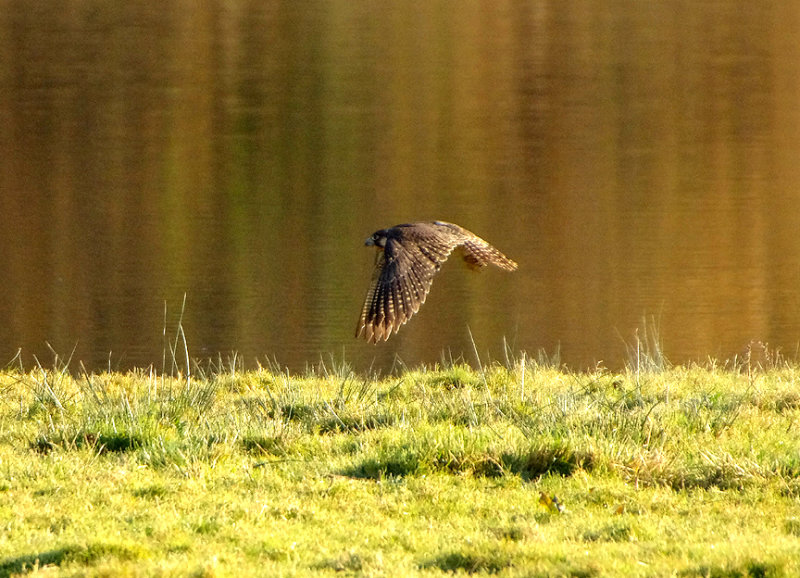 PEREGRINE FALCON , BOWLING GREEN MARSH , TOPSHAM , DEVON , ENGLAND , 25 , 11 , 2017