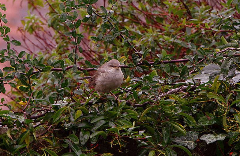BARRED WARBLER ( 1st Winter ) . TITCHFIELD HAVEN . HAMPSHIRE . ENGLAND . 11 . 12 . 2017 