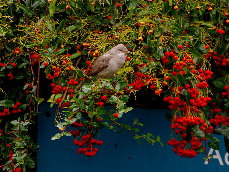 BARRED WARBLER ( 1st Winter ) . TITCHFIELD HAVEN . HAMPSHIRE . ENGLAND . 11 . 12 . 2017