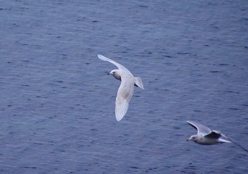 ICELAND GULL ( 2nd Winter ) . COLVERACK . CORNWALL . ENGLAND . 20 . 12 . 2017