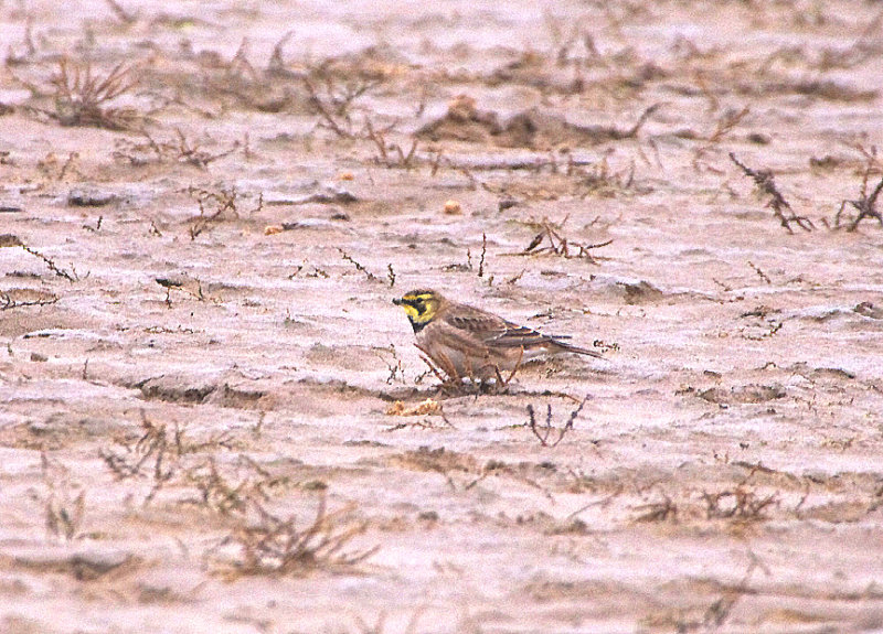 SHORELARK . HOLKHAM SALTINGS . NORFOLK . ENGLAND . 9 . 1 . 2019 
